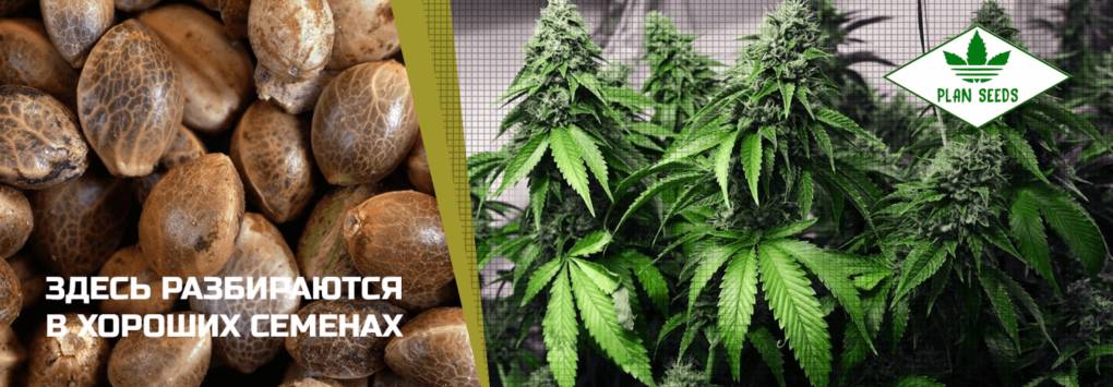 Семена конопли PlanSeeds купить семена конопли